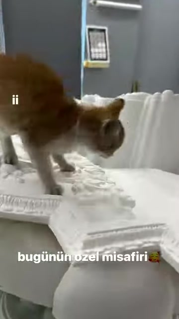 Kabartma çiçek motiflerinin üzerinde yürüyen kedi yakından görülüyor