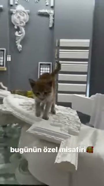 Dekoratif Çözümler: Poliüretan Duvar Nişleri ve Klasik Modeller