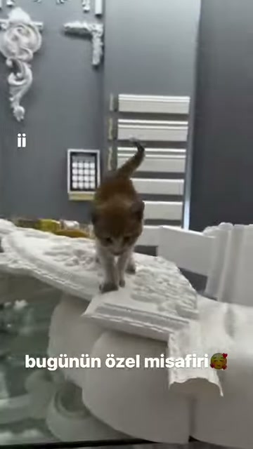 Kedi gri showroom duvarı önündeki bezemelerin arasında yürüyor