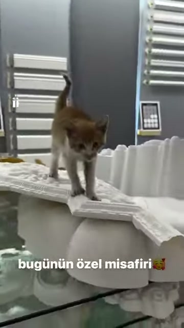 Yavru kedi beyaz dekoratif profillerin üstünde kameraya yaklaşıyor