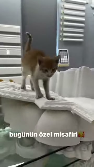 Kedi istifli klasik süslerin kenarında dikkatle adım atıyor