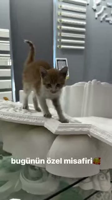 Turuncu beyaz kedi kıvrımlı bezeme parçaları üzerinde duruyor