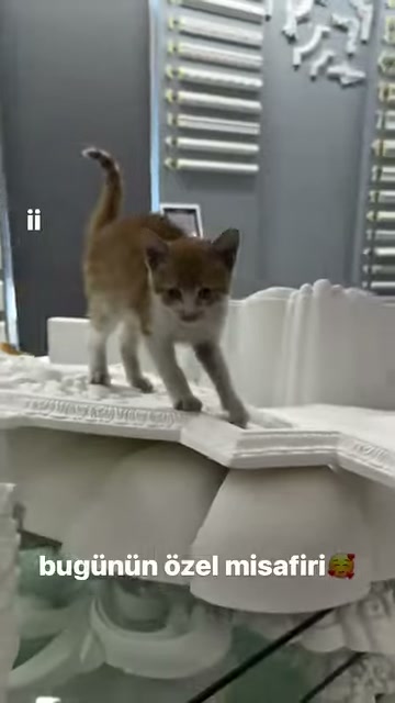 Kedi işlemeli köşe elemanlarının birleştiği noktada kameraya bakıyor