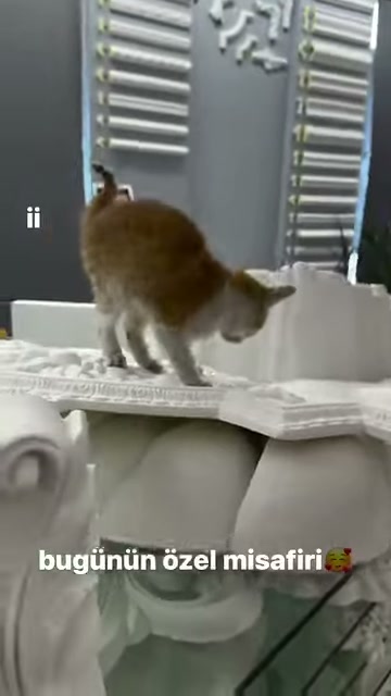 Beyaz dekoratif profiller üzerinde kuyruğu havada duran kedi görülüyor