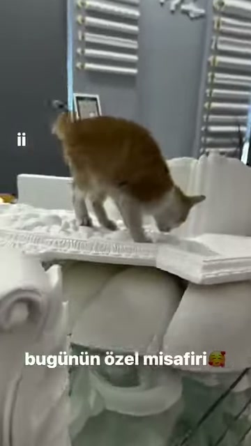 Kedi kabartmalı süsleme yüzeyini koklamak için başını eğiyor