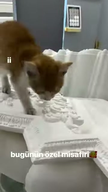 Küçük kedi yaprak motifli beyaz parçalar üzerinde öne ilerliyor