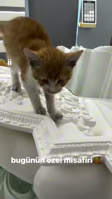 Kedi klasik desenli dekoratif ürünlerin üzerinden kameraya yöneliyor