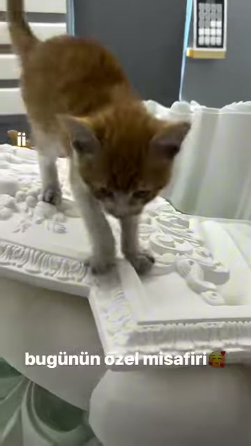 Turuncu beyaz kedi kabartmalı parçalar arasında öne doğru yürüyor
