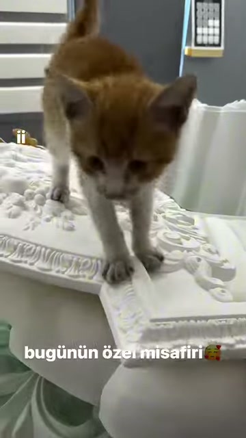 Yavru kedi oyma görünümlü süsleme örneklerinin üzerinde ilerliyor