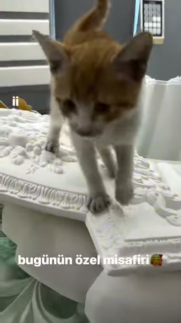 Kedi beyaz bezeme elemanları üzerinde kameraya yaklaşmayı sürdürüyor