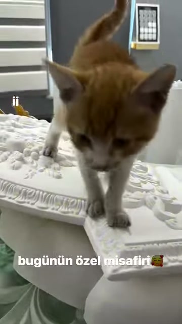Dekoratif numuneler üstündeki kedi kameraya yaklaşırken önden görülüyor